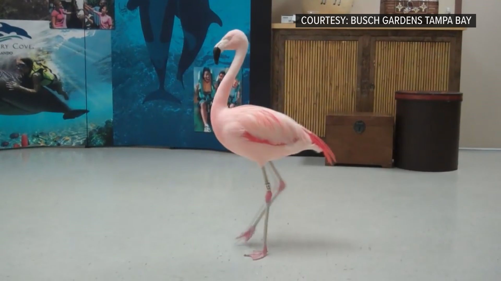 Pinky the Flamingo is seen dancing at Busch Gardens Tampa Bay in 2011. Joseph Carrao allegedly reached into her pen in August 2016, grabbed the bird and slammed her to the ground. Her injuries were so severe that they led to her death. In early June 2019, Carrao was hit and killed by a truck near his Orlando-area home, according to Florida Highway Patrol.