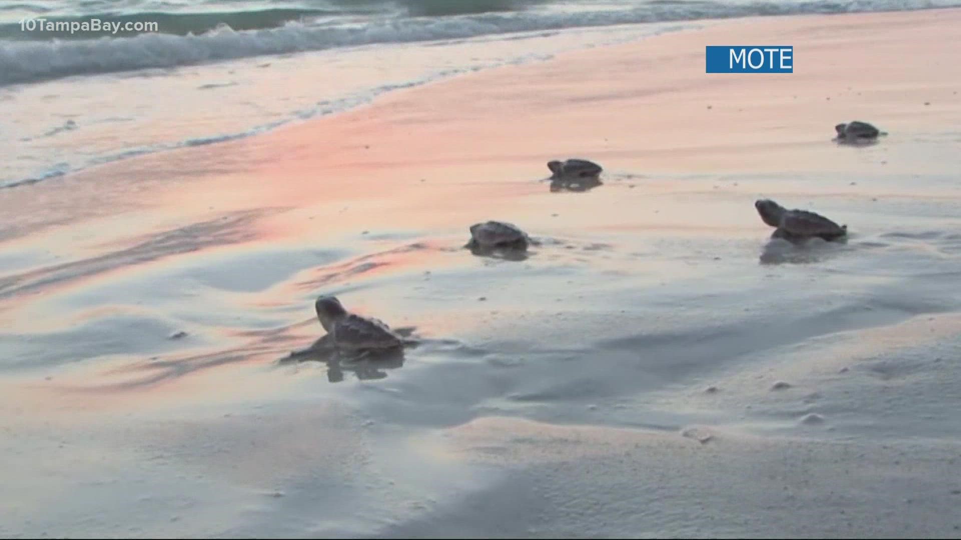 Scientists are heading to beaches to remind folks to be mindful of nests.