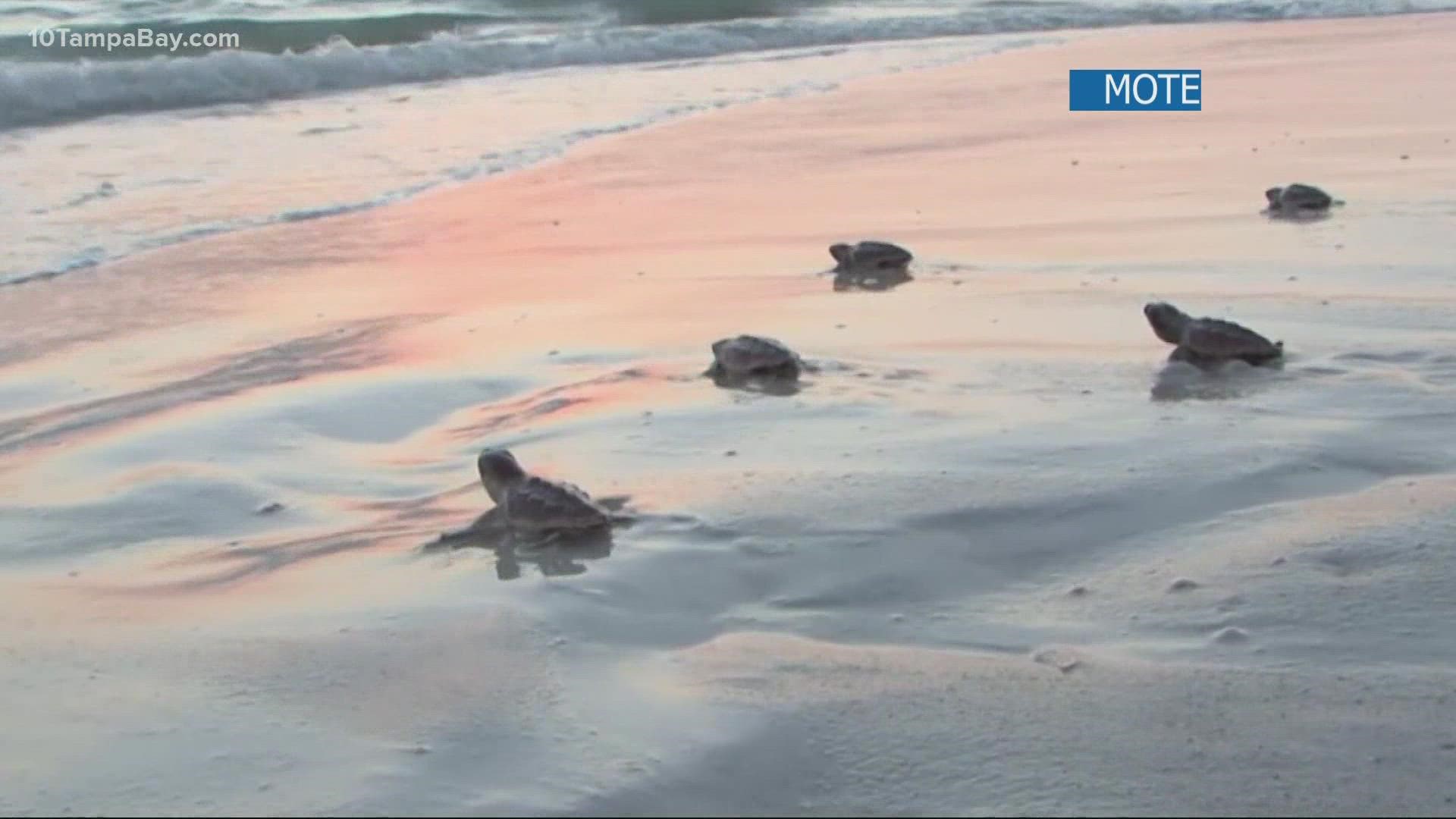 Sea turtle nesting season in Florida First nest spotted