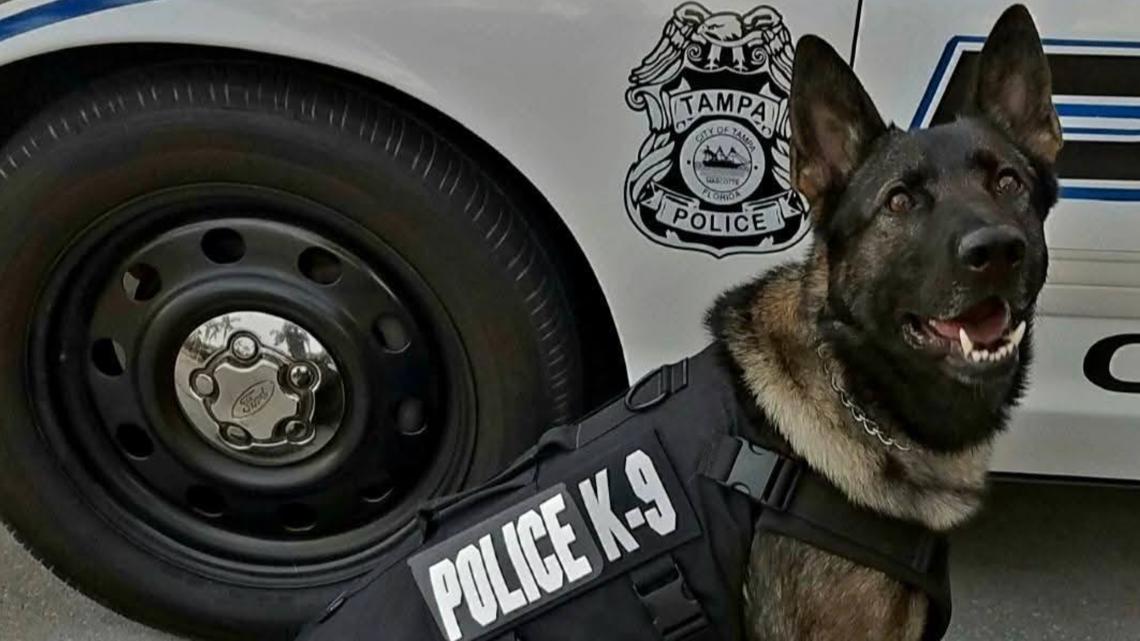 'Cherished companion': Tampa Police Department announces the passing of retired K-9