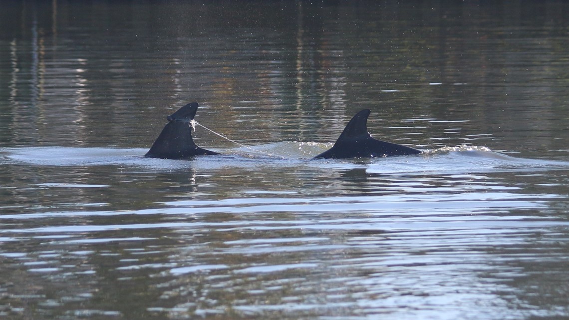 Rescuers cut off fishing lines wrapped around a dolphin's tail