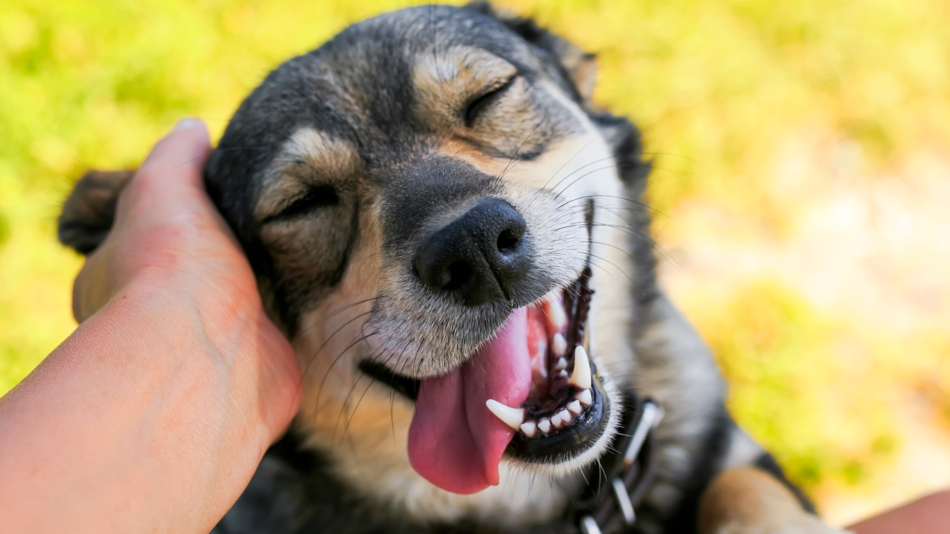 Pig ear dog treat recall expands to 27 states