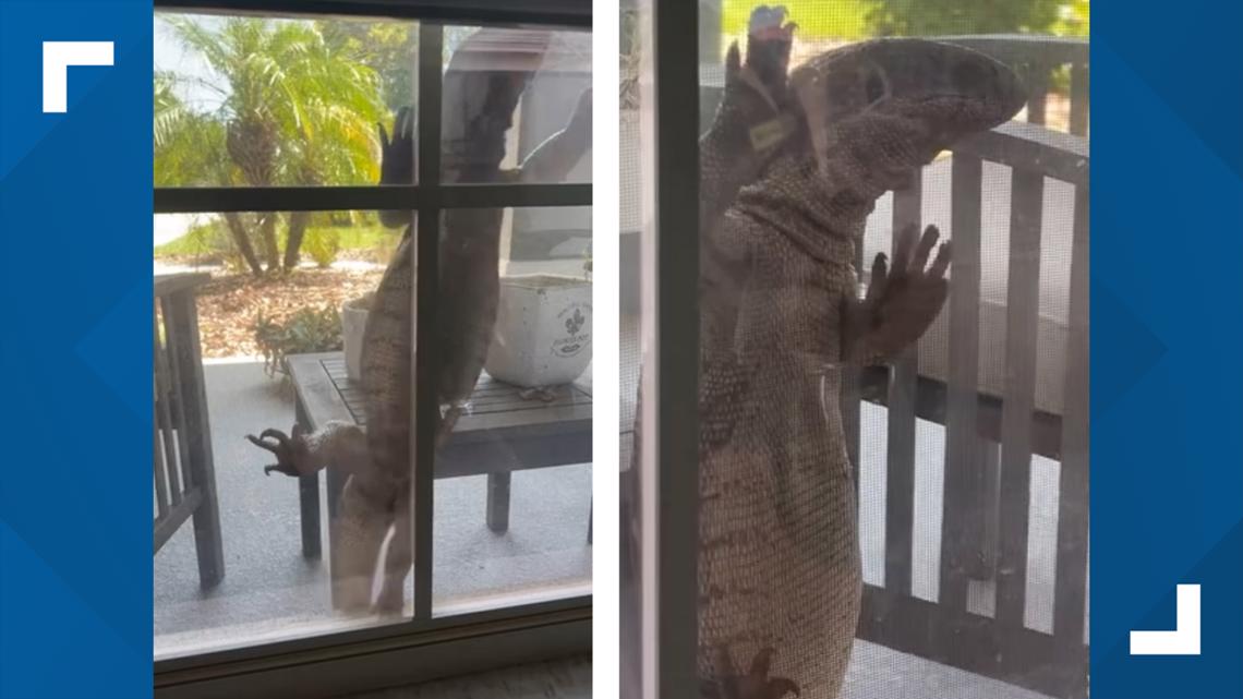 Giant monitor lizard climbs on window of Florida home