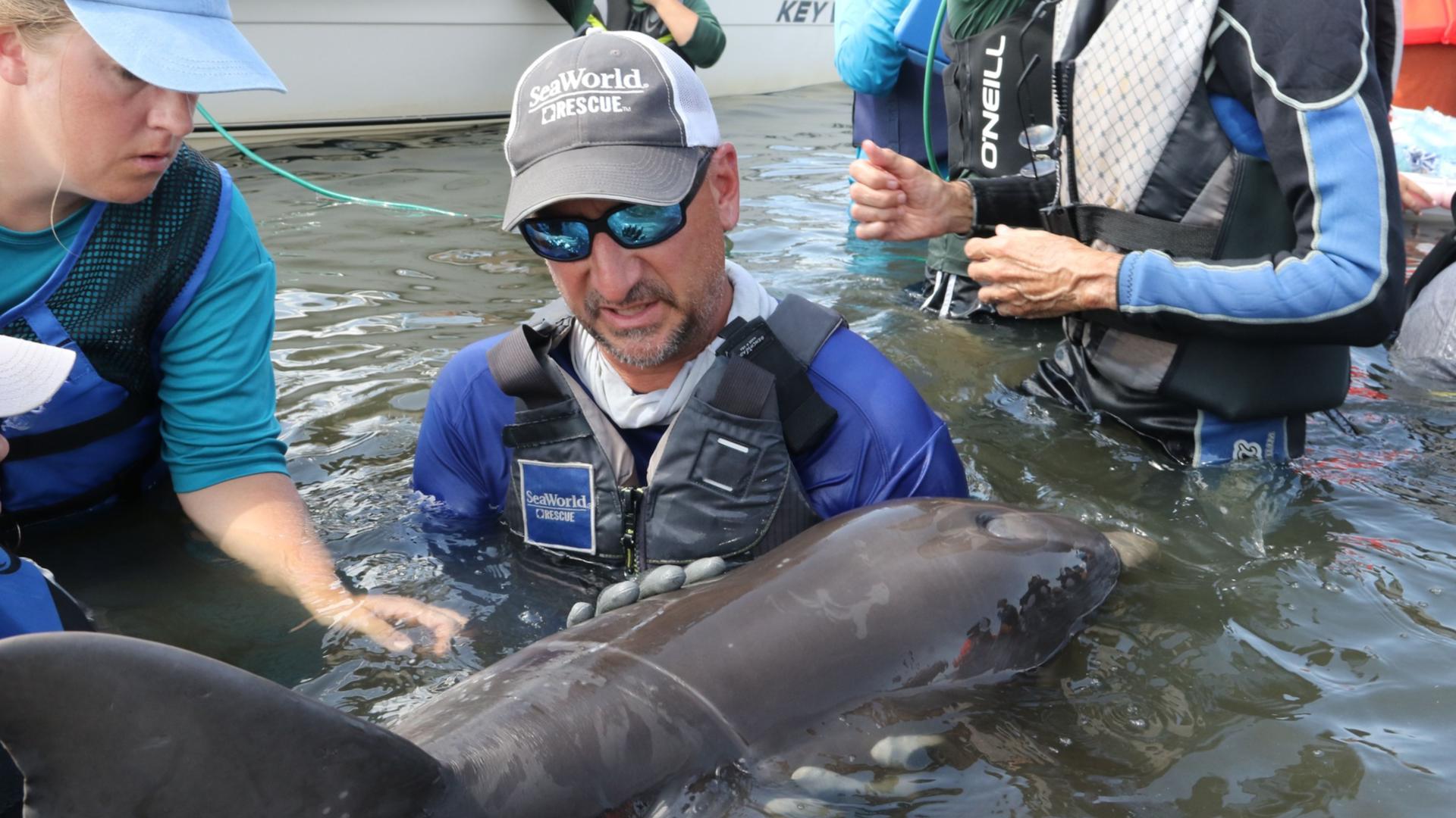 Baby dolphin rescued from fishing line in Florida lagoon | wtsp.com