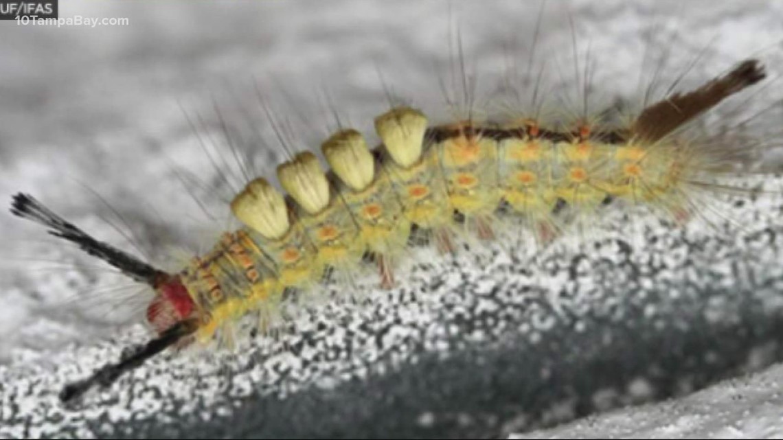 Don't touch This caterpillar may look friendly but leaves a nasty rash