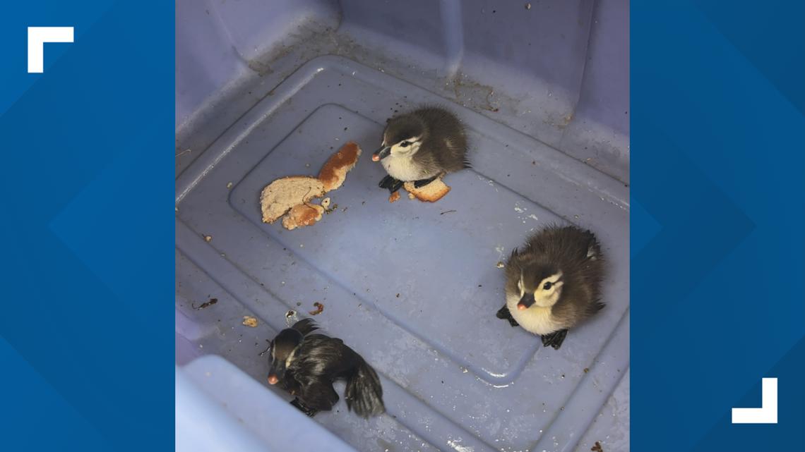 VIDEO: Crews in Clearwater rescue baby ducks from storm drain | wtsp.com