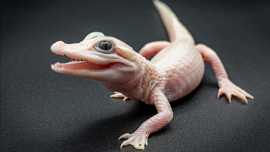 Gatorland welcomes 1st rare white alligator born in human care - Vimarsana News