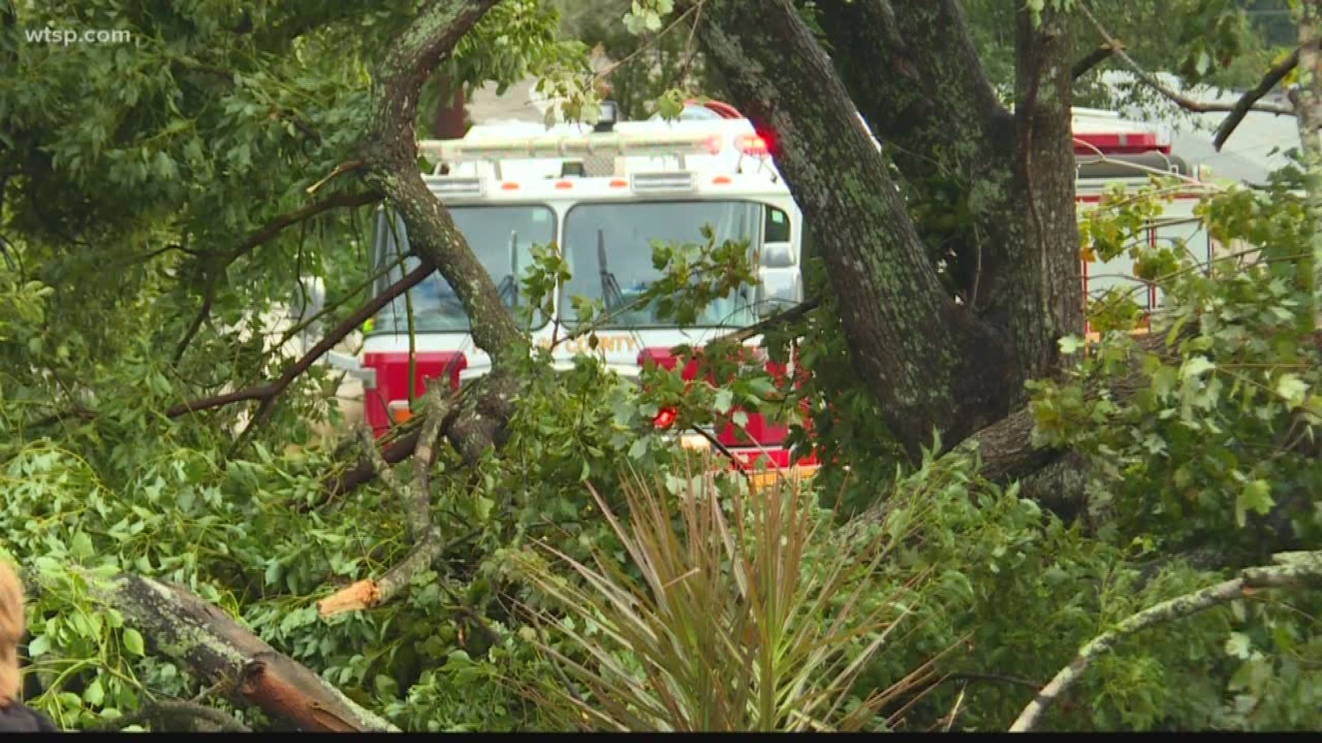 Tornado with 100mph winds downs trees in New Port Richey NWS