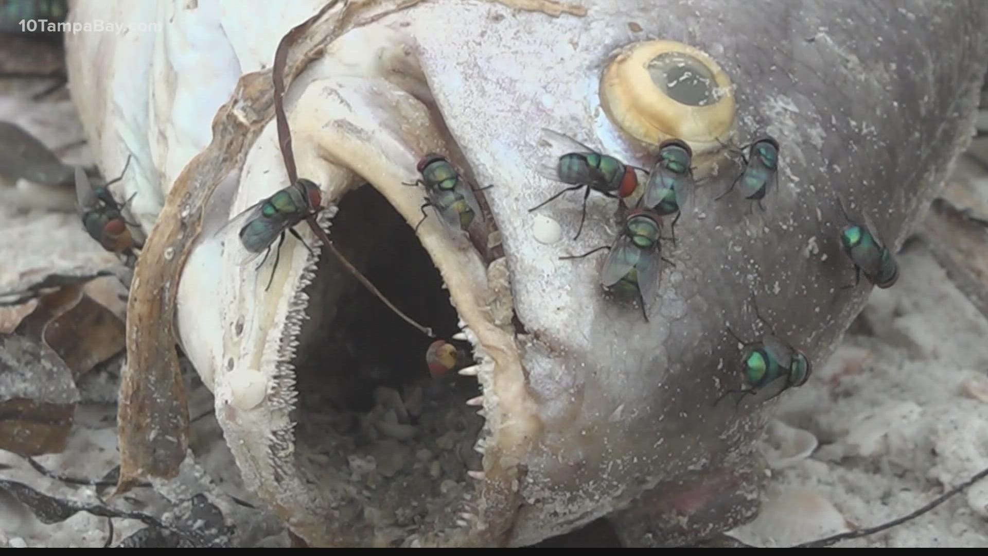 Entomologists from the University of Florida collected around 1,000 flies along the Pinellas County beaches Wednesday.