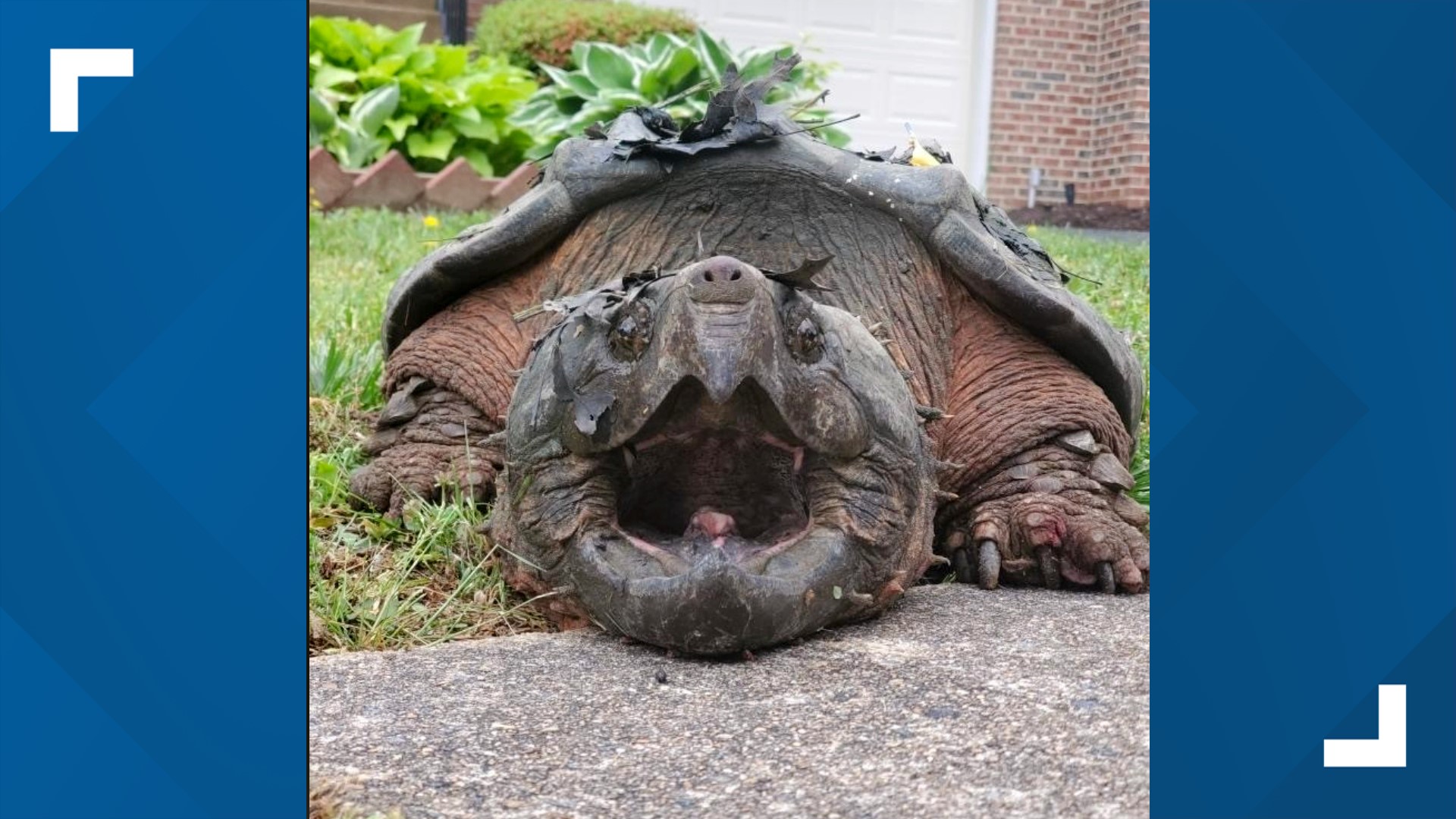 Alligator snapping turtles might get 'threatened' status upgrade | wtsp.com