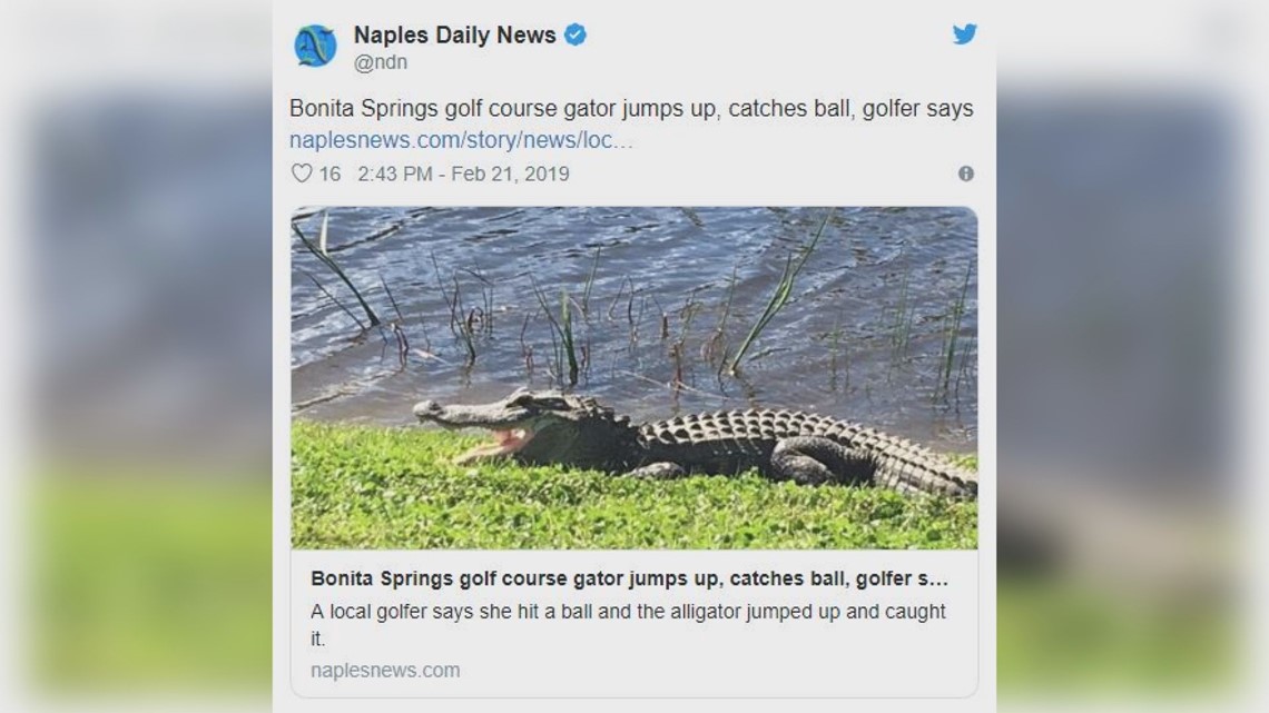 Florida golfer says gator jumps up, catches ball | wtsp.com