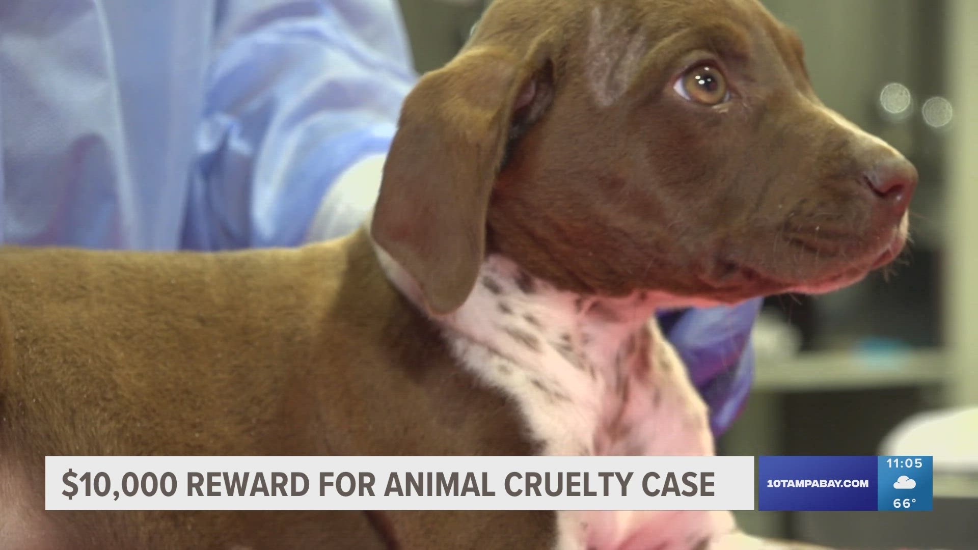 One puppy did not survive. Actor Dave Bautista donated $5,000 to the reward money.