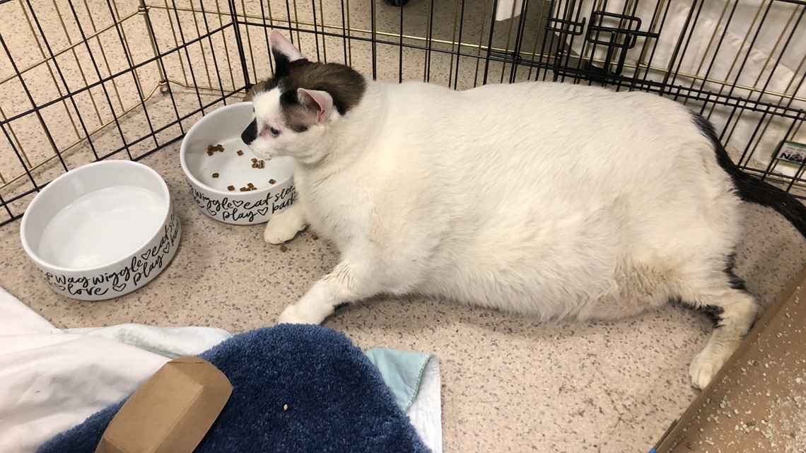 Fattest Cat This 41pound kitty named Barsik needs a forever home