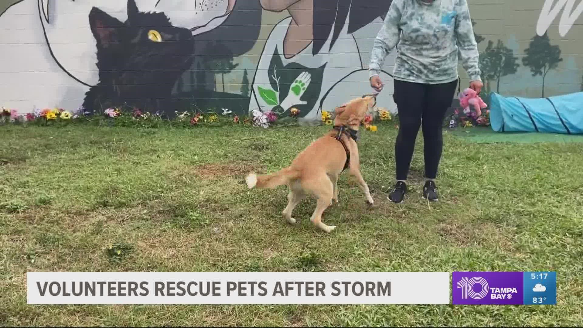 Florida animal rescue saves dozens of dogs after Ian 