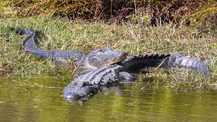 Watch | 10 Tampa Bay Live and On-Demand Videos | Tampa, Florida | wtsp.com