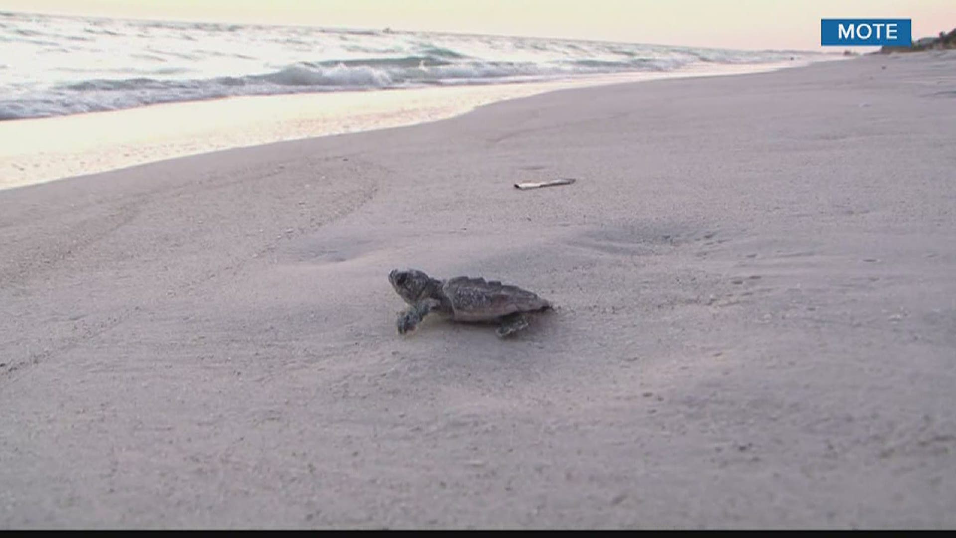 It’s sea turtle nesting season in Tampa Bay, and in some areas, more nests are being reported than normal.