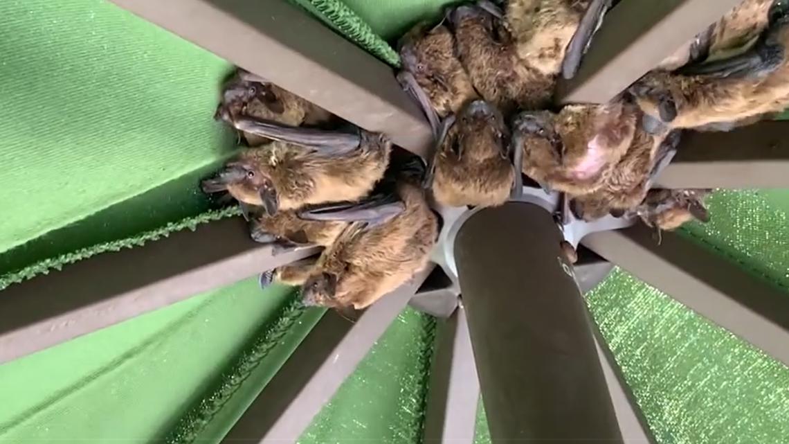 Why bats roost in the same neighborhoods
