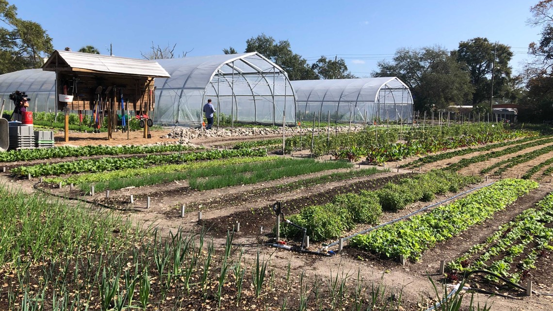 Meacham Urban Farm hosts grand opening in Tampa