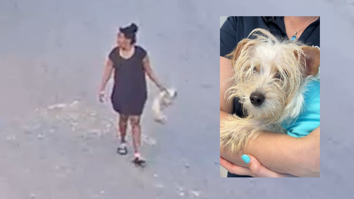 VIDEO: Woman faces 6 animal cruelty charges for throwing, kicking 1-year-old Maltese