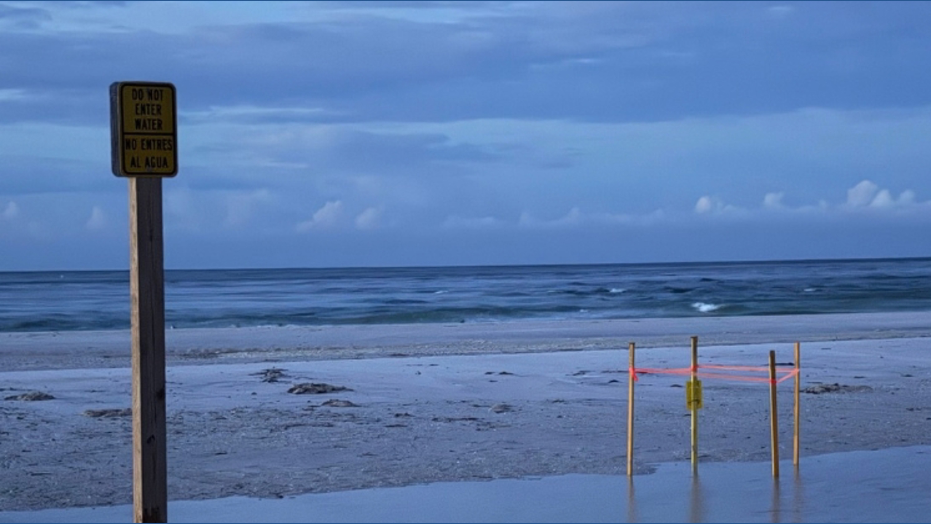 Maria Turtle Only 2 turtle nests left on Anna Maria Island beaches amid flooding ...