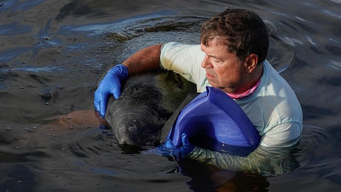 Florida boat club workers save manatee drowning in river - Vimarsana News