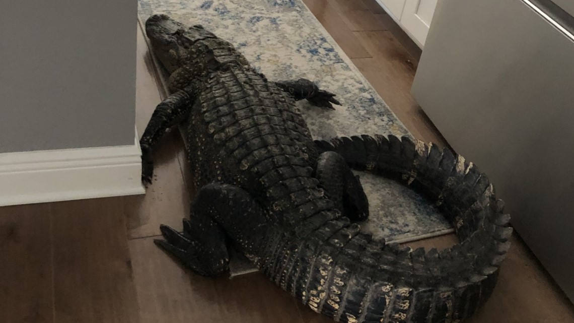 8-foot alligator found inside Venice woman's home