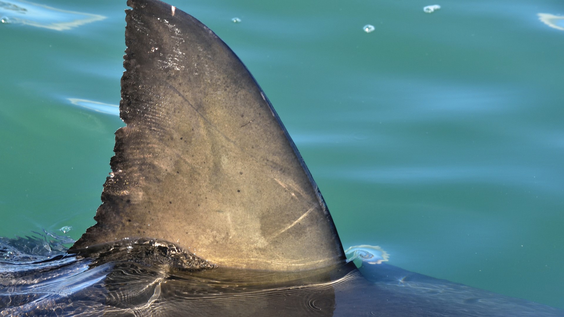 Sharks swim by women on float at Pensacola beach