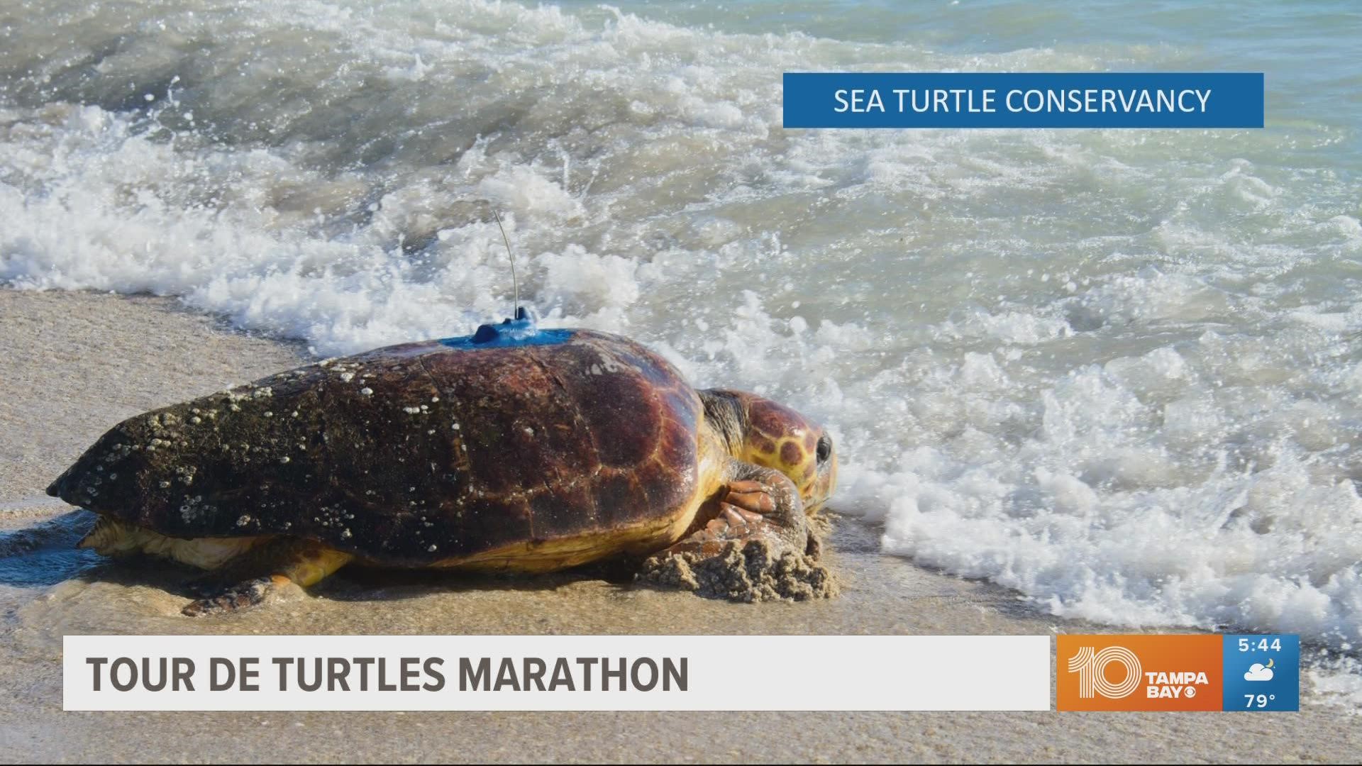 'Tour de Turtles' is a sea turtle-tracking program that records the migration of turtles released from Costa Rica, Panama, Nevis and Florida.