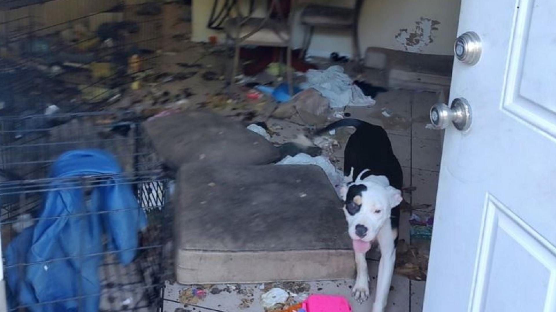 Citrus County brother, sister arrested for animal cruelty | wtsp.com