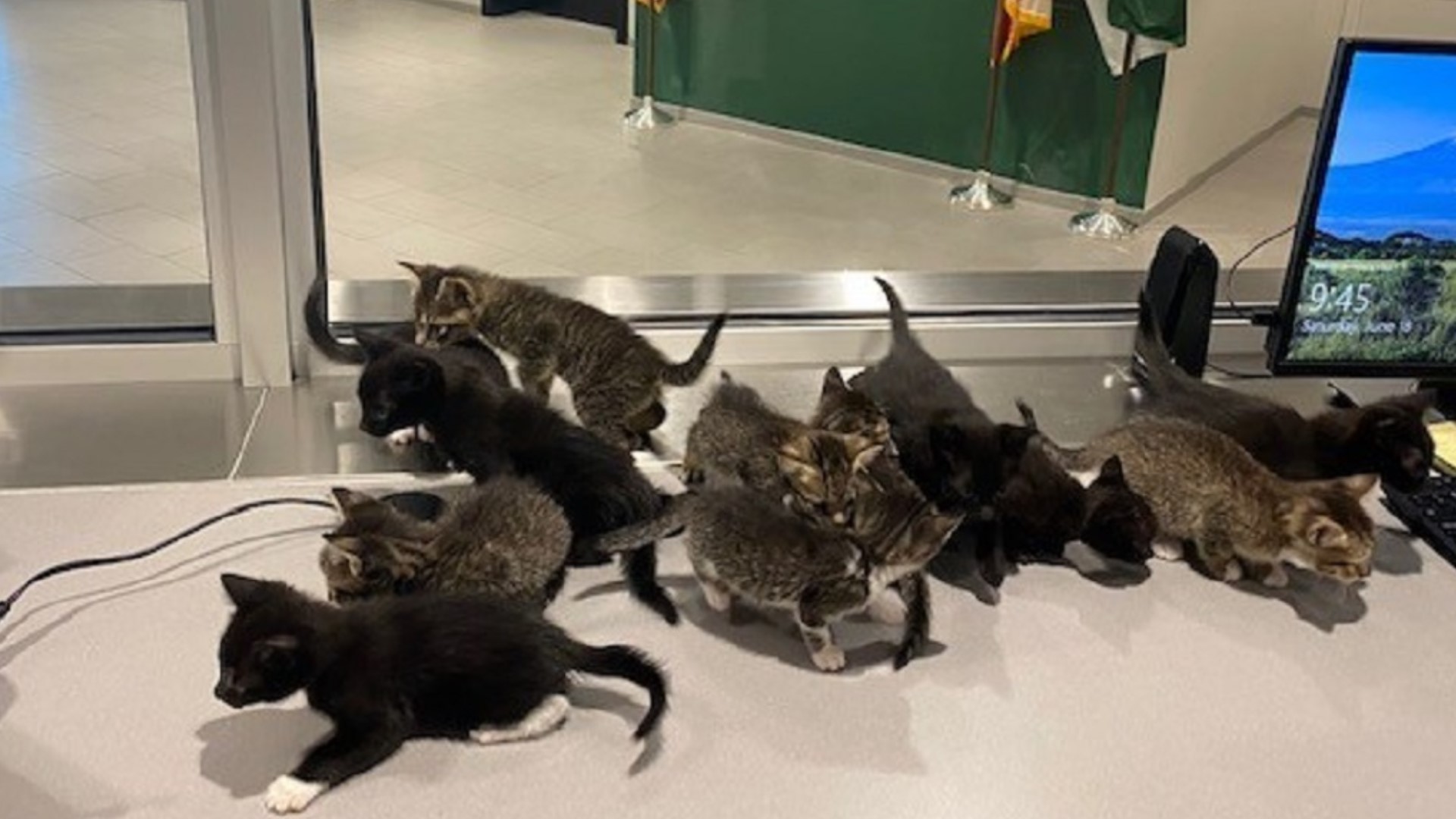 Pinellas deputies rescue kittens from Dunedin park