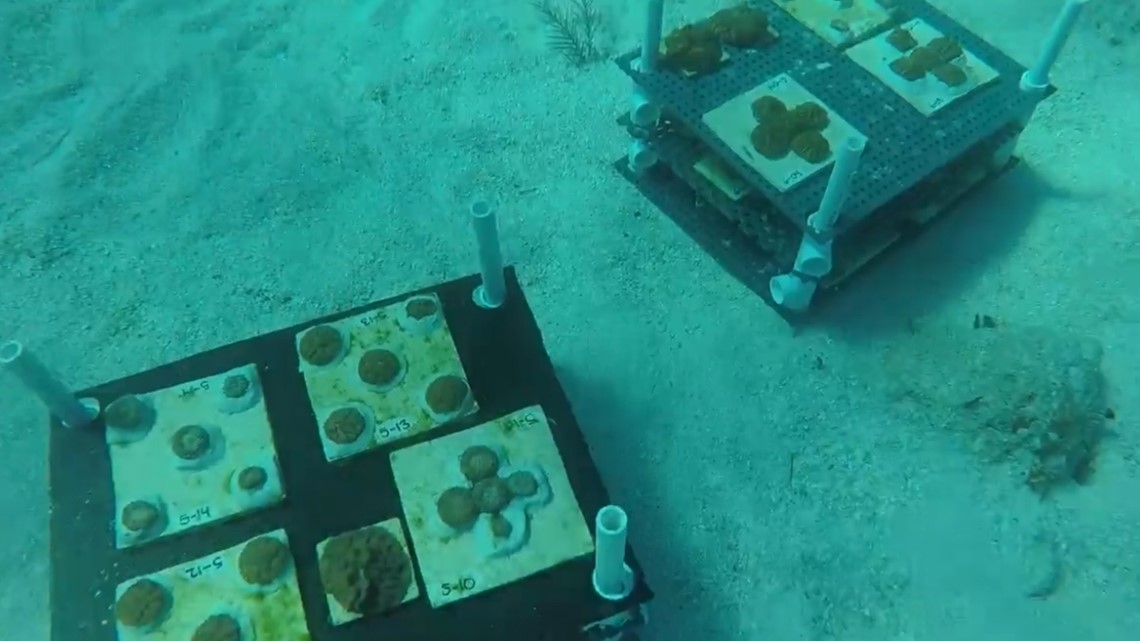 Florida Aquarium raise 500 corals outplanted in Keys - Vimarsana News