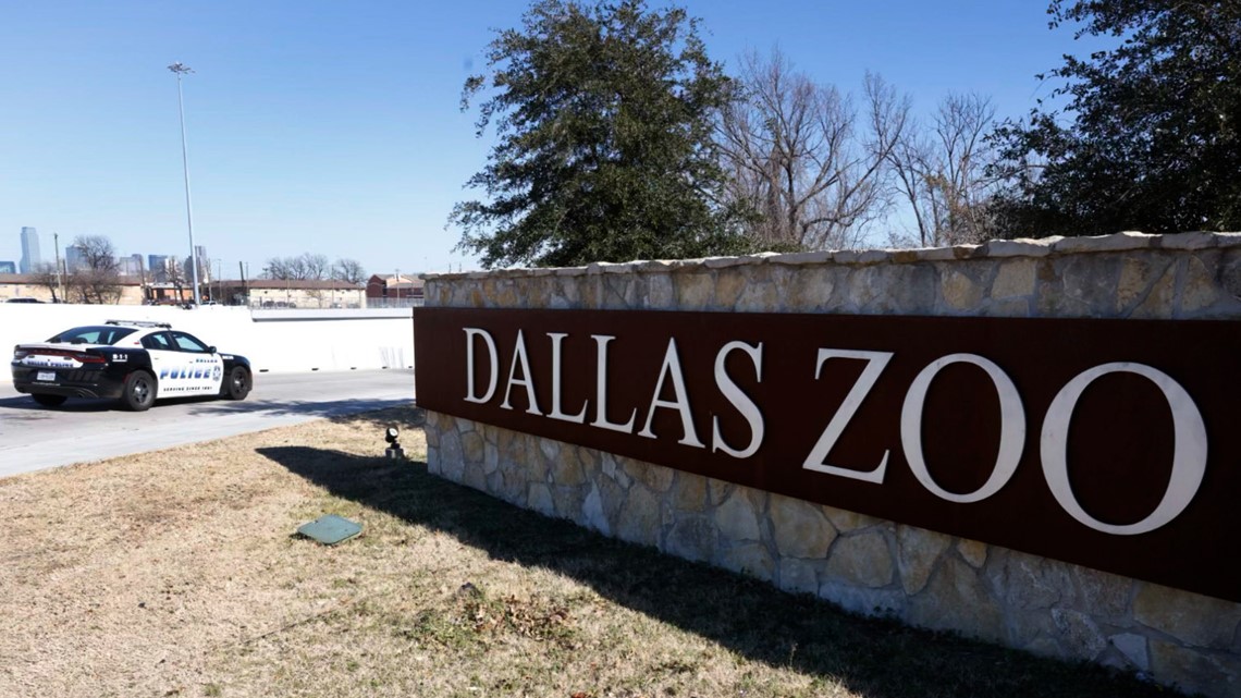 Missing Dallas Zoo leopard found: Officials report no injuries - Vimarsana News