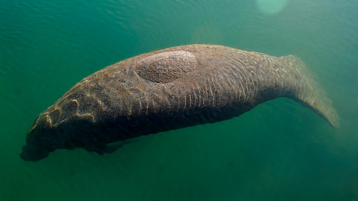 More than 75 Florida manatees in rehab amid ongiong starvation - Vimarsana News