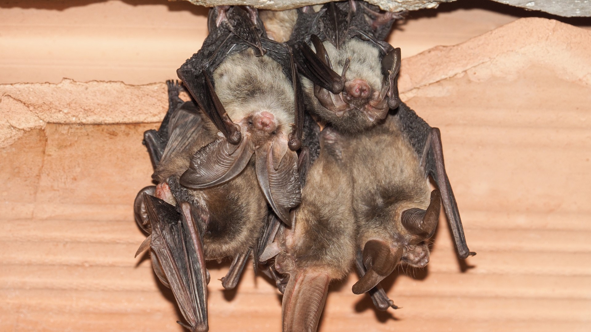It's illegal to exclude bats from home until after mating season