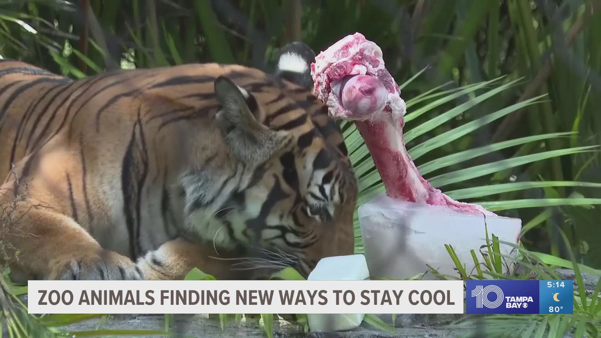 Staff at the Palm Beach Zoo & Conservation Society use a variety of techniques to keep their animals cool.