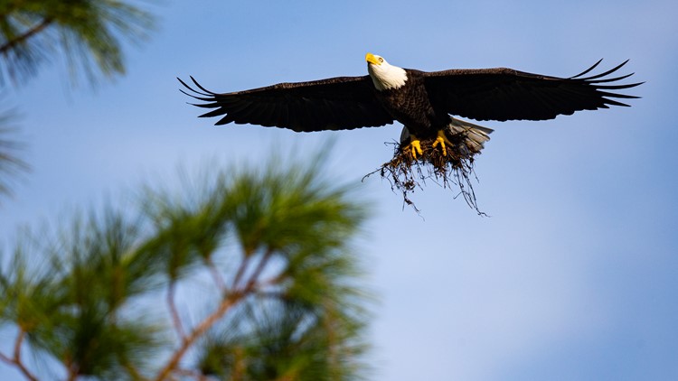 Eagles return to Riverbend, News