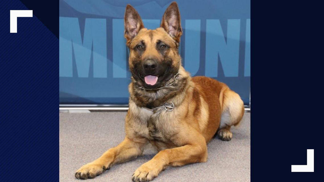 Police K-9 Undergoes Surgery After Being Stabbed Multiple Times | Flipboard