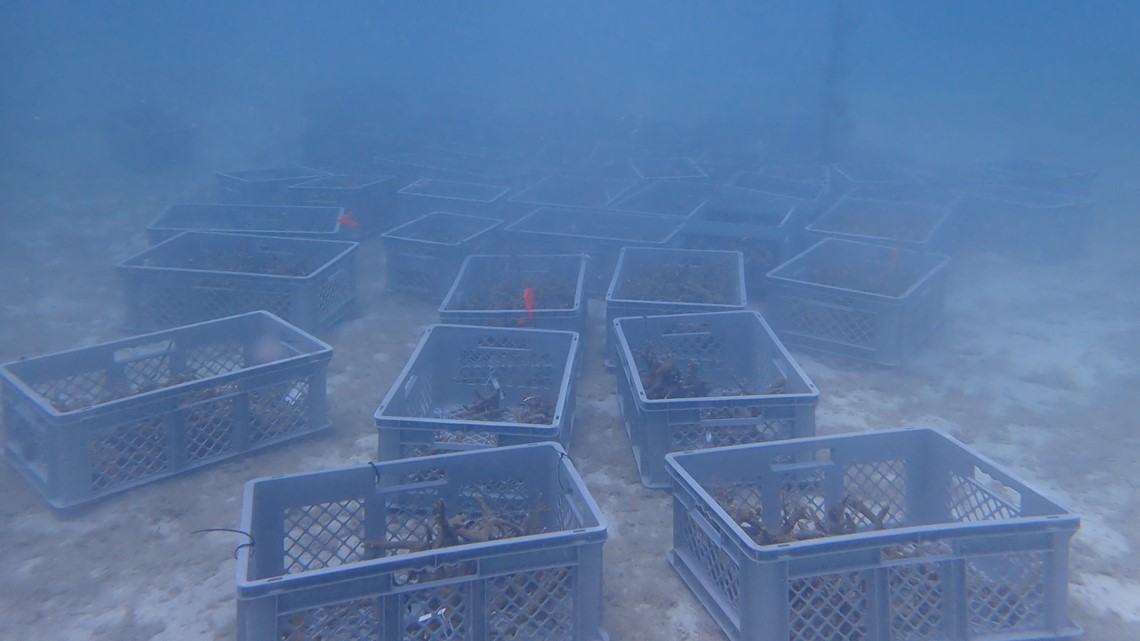 Mote saves thousands of endangered corals amid high water temps
