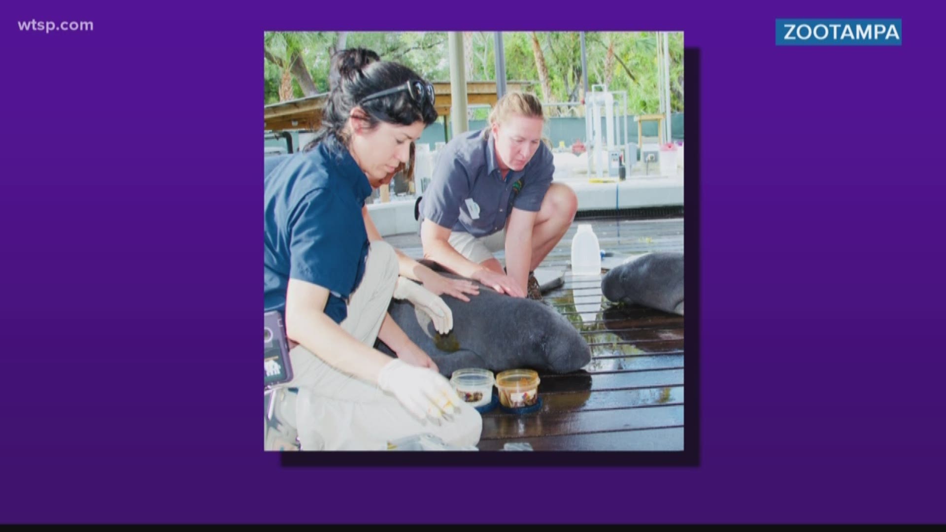 The calves will stay at the Manatee Critical Care Center to get fluids and nutritional support, ZooTampa said in a Facebook post.