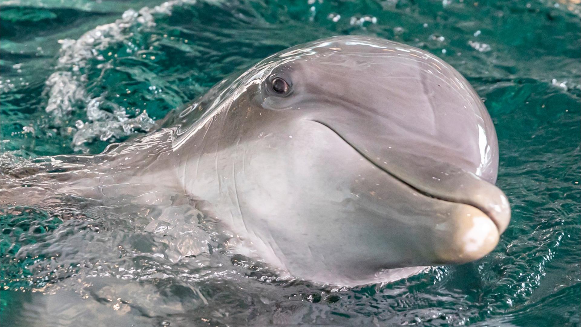 Star the dolphin passes away at Clearwater Marine Aquarium | wtsp.com