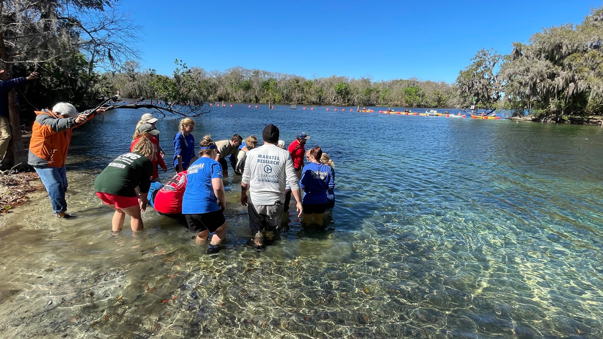 Record 12 manatees released at Blue Spring State Park