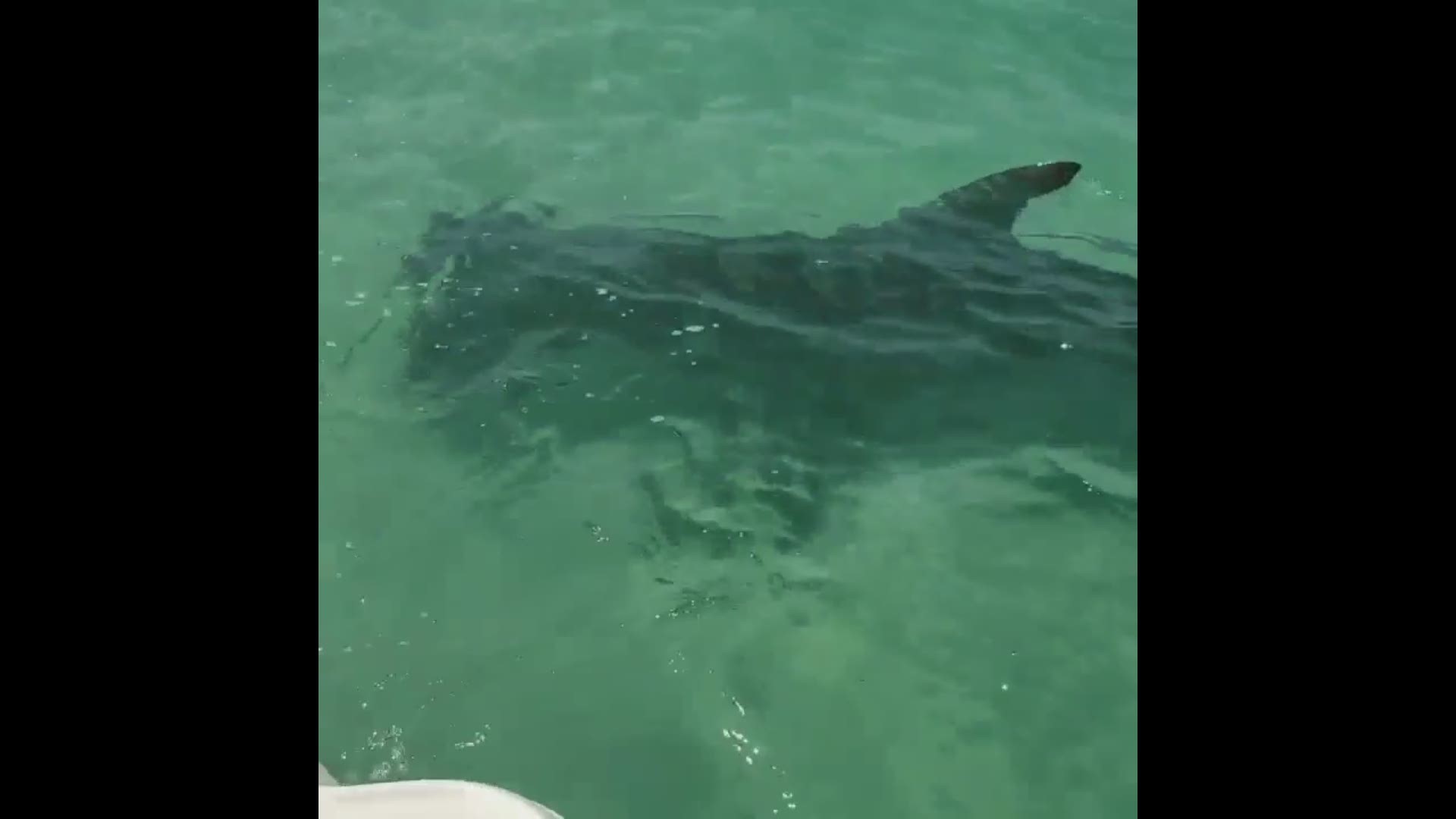 VIDEO Hammerhead shark circles boat near Anna Maria Island