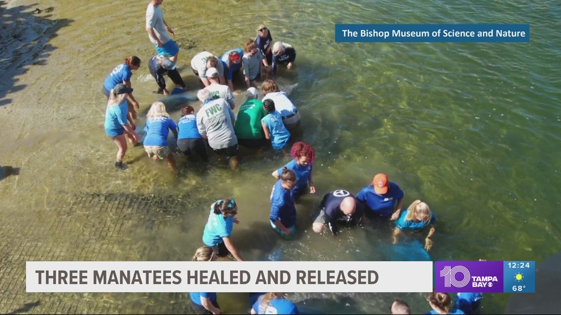 3 manatees recently returned to wild in Bradenton