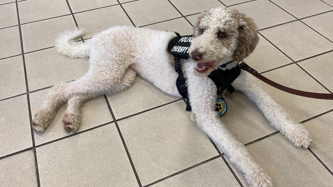 tampa-police-department-welcomes-new-certified-therapy-dog-flipboard