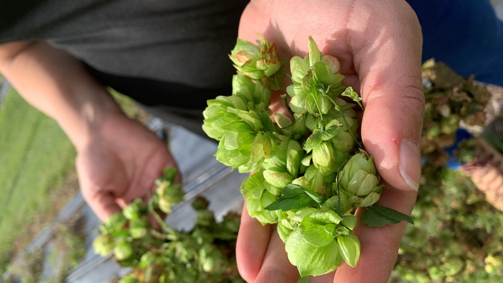 LED lighting is UF/IFAS' secret to producing hops twice a year.