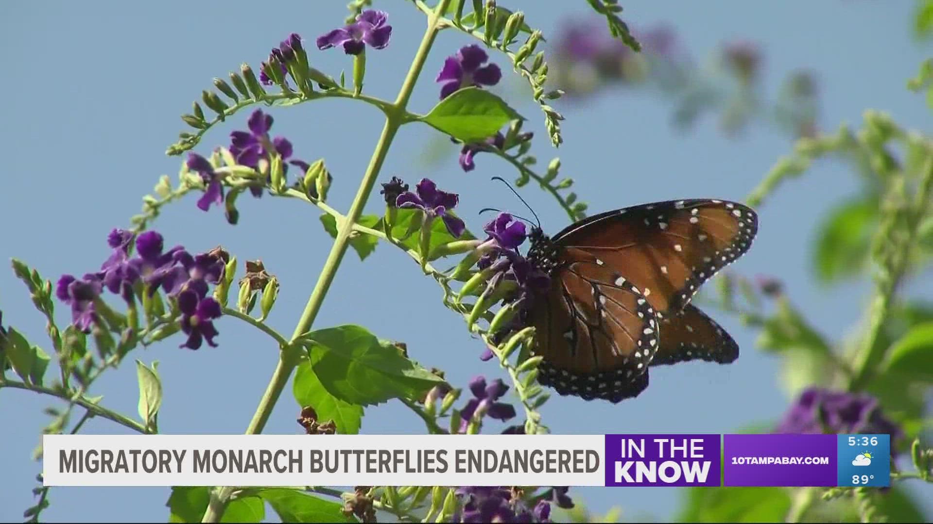 Environmentalists say the population of monarch butterflies in North America has declined between 22% and 72% over 10 years, depending on the measurement method.