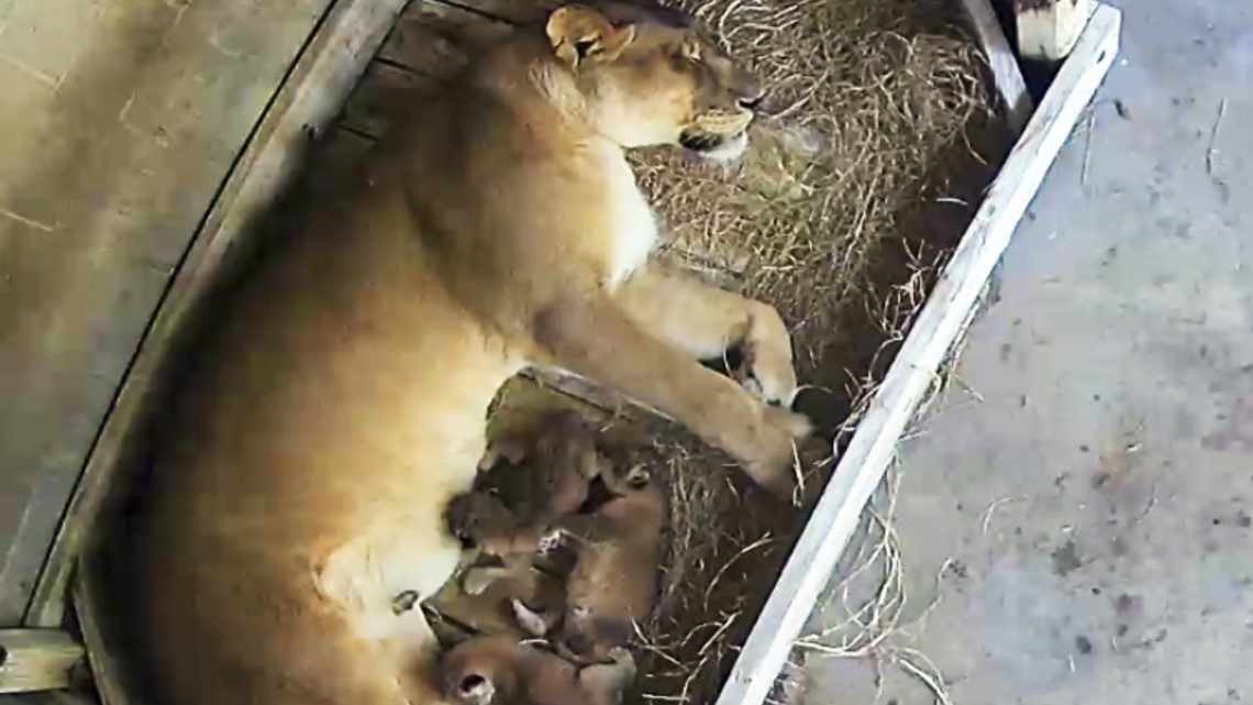 Lion cubs born at the Naples Zoo in Florida | wtsp.com
