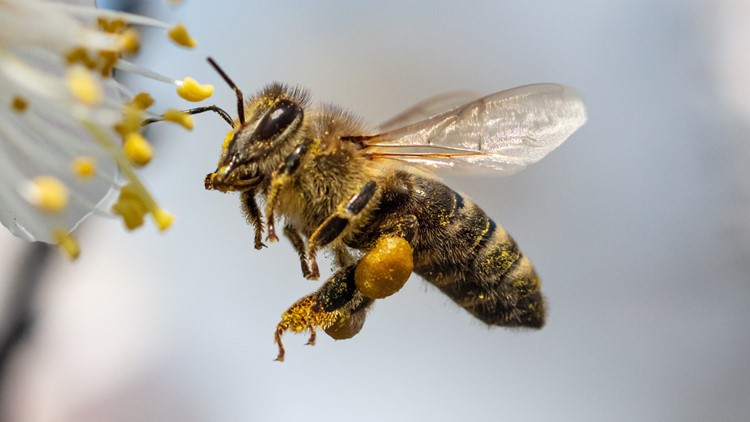 Climate changes leading to big consequences for honey bees