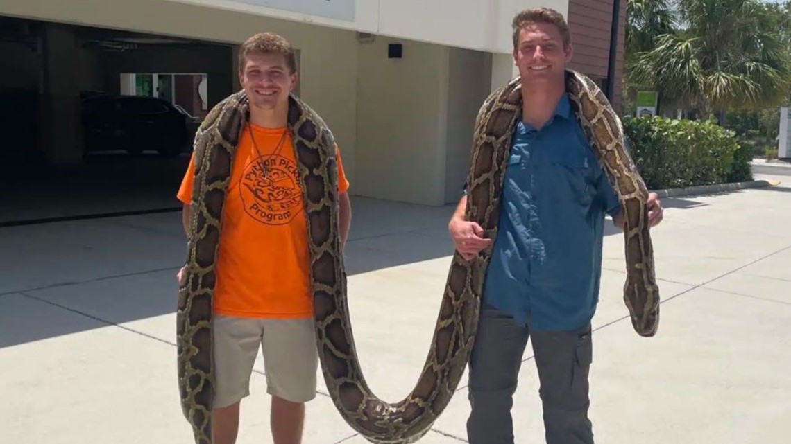 Longest-ever captured python captured in Southwest Florida - Vimarsana News