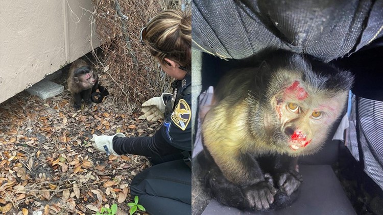 St. Petersburg police rescue capuchin monkey following suspected dog attack